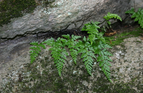 Immergrüner Streifenfarn (Asplenium adiantum-nigrum) - © Emanuel Trummer